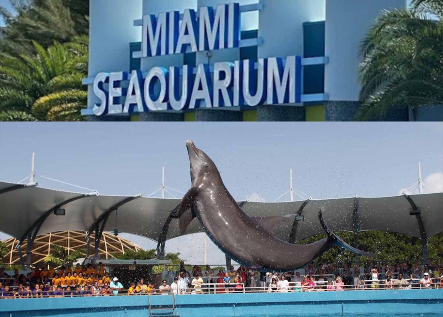 Miami Seaquarium Plotki Miami