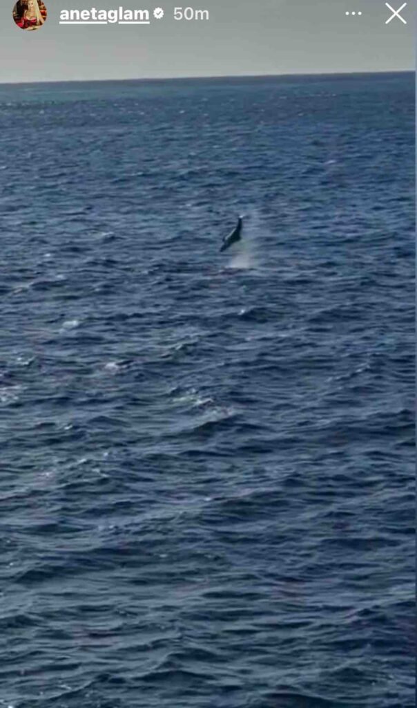 Plotki Miami Aneta Glam delfiny